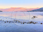 Ducks along the Beach Road, Lake George calendar, Lake George photos by Carl Heilman II, Lake George pictures, Lake George prints, Lake George nature photography, Lake George panoramas